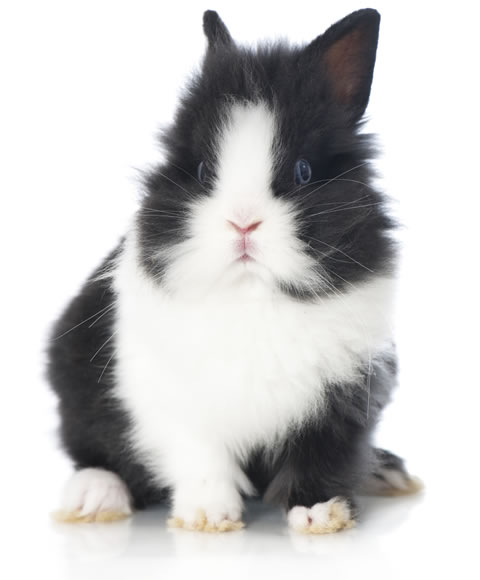 dwarf rabbit