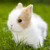 dwarf rabbit