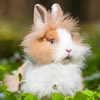 dwarf rabbit