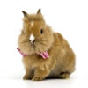 dwarf rabbit