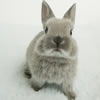 dwarf rabbit